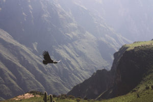 Majestic eagle soaring in the sky. Free and Clear: 7 Steps to Declutter Your Home and Your Head